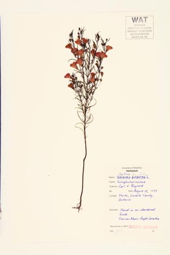 Slender-leaved Purple False Foxglove; Slender-leaved Agalinis specimen